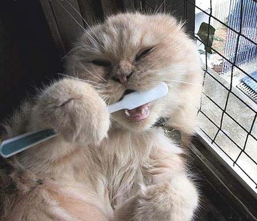 Micio_che_si_lava_i_denti.jpg