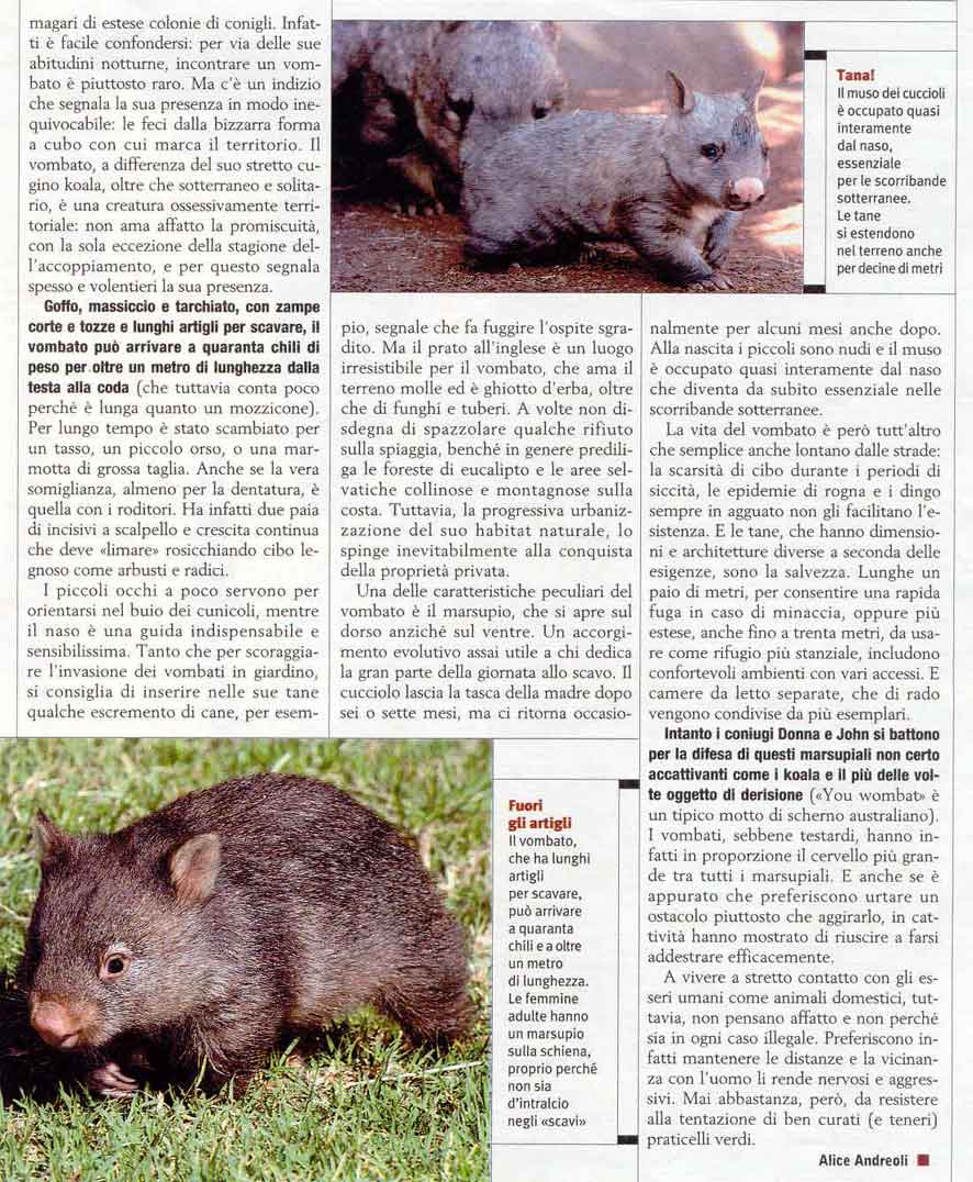 wombat03.jpg