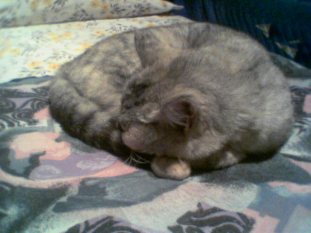 La bellissima micia!