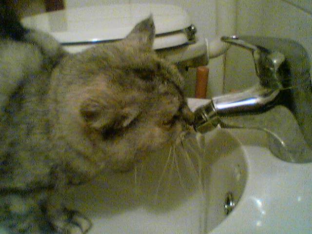 micia2.jpg