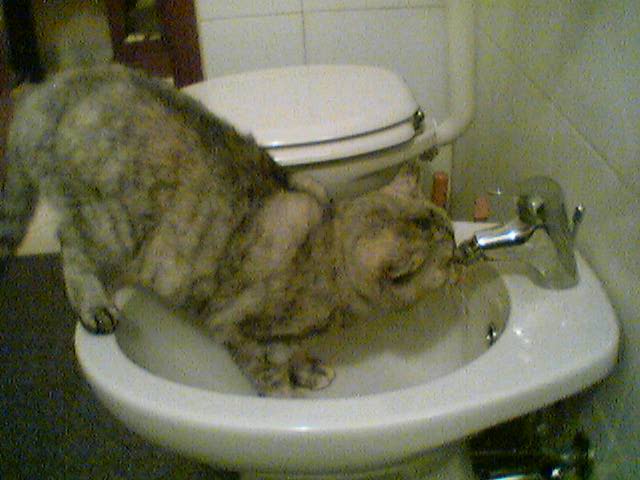 micia1.jpg
