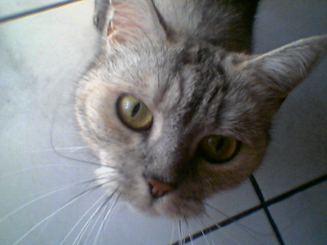 micia4.jpg