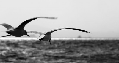 P1011700 copy.jpg (78.51 KiB) Visto 3974 volte P1011700 copy.jpg